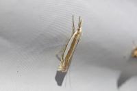 Crambus pascuella