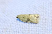 Acleris ferrugana