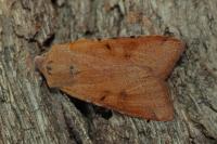Agrochola lychnidis