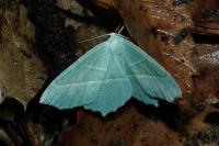 Campaea margaritaria