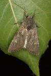 Aporophyla nigra