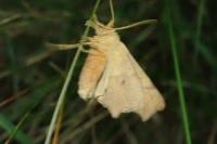 Ennomos erosaria