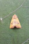 Atethmia centrago