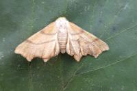 Ennomos erosaria