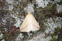 Rhodometra sacraria