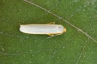 Eilema caniola
