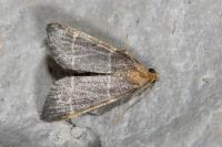 Hypsopygia glaucinalis