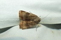 Noctua janthe/janthina
