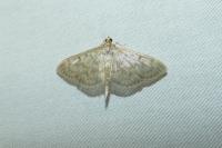 Patania ruralis