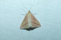 Rhodometra sacraria