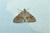 Pennithera firmata