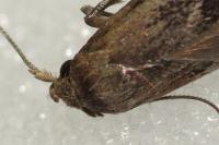 Blastobasis phycidella