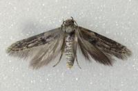 Blastobasis phycidella