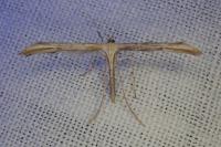 Emmelina argoteles/monodactyla