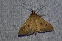 Mecyna asinalis