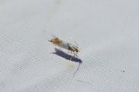 Phyllonorycter roboris