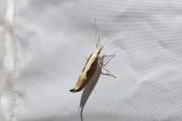 Ypsolopha dentella