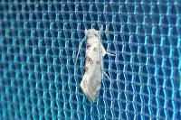 Niphonympha dealbatella