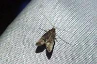 Eurodachtha siculella
