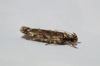 Psoricoptera gibbosella