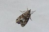 Eudonia mercurella
