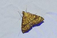 Anania verbascalis