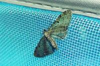 Eupithecia virgaureata