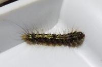 Katha depressa