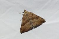Hypena proboscidalis