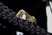 Tyta luctuosa
