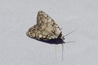 Meganola strigula