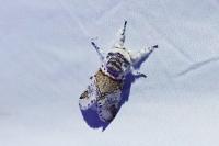 Furcula furcula