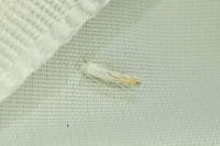 Phyllonorycter harrisella