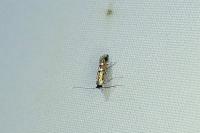 Phyllonorycter lautella