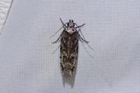 Psoricoptera gibbosella