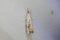 Catoptria falsella