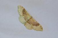 Idaea degeneraria