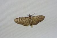 Eupithecia virgaureata