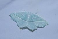 Campaea margaritaria