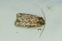 Lycophotia porphyrea