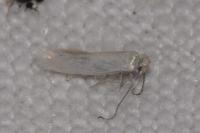 Opostega salaciella