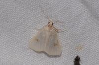 Rivula sericealis