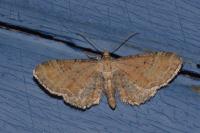 Eupithecia simpliciata