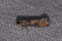 Clavigesta purdeyi