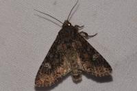 Mamestra brassicae