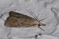 Calamotropha paludella
