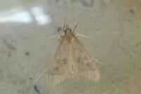 Mecyna asinalis