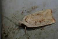 Agonopterix nervosa
