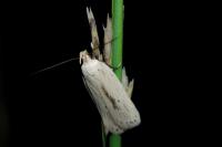 Agonopterix pallorella