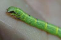 Cabera